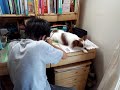 パピヨン　勉強の邪魔をする犬