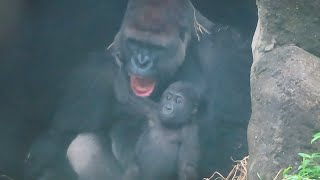 小金剛Ringo和爸爸與阿姨撒嬌Baby gorilla Ringo says love to his dad and auntie