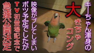 【TV出演記念】こんなに頑張るインコを見たことがありますか？