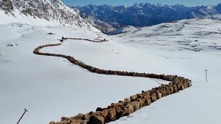 Herdsmen in Xinjiang transfer livestock to spring pastures as temperatures rise