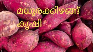 മധുരക്കിഴങ്ങ് കൃഷി / Sweet Potato farming