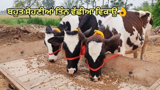 ਚੰਗੇ ਸੀਮਨ ਦੀਆਂ ਤਿੰਨ ਵੱਛੀਆ ਵਿਕਾਉ👌Bawa dairy farm