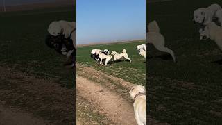 KİM DAHA HIZLI KOŞAR. ? AKBAŞ KANGAL HAYMANA KARASI #akbaş #kangal #bigdog #akbash