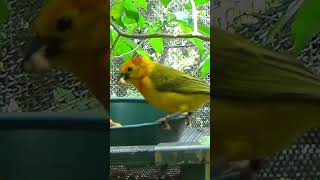 Taveta Weaver Feeding #shorts #travel #taveta #weaver #feeding