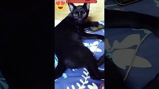 Dangerous Look of Black Cat 😆😘 | Kala Billa | Kali Billi | Cat Lover Video #shorts