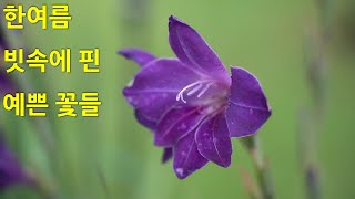 한여름 빗속에 핀 예쁜 꽃들. Beautiful flowers blooming in the summer rain.