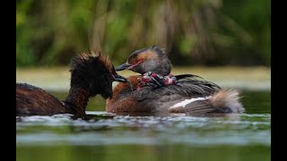 Horned Grebe