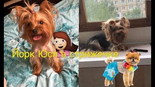 DOGVLOG:у Юси новая стрижка,Маркус похудел,болтовлог.мои собаки