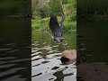 This Heron is leaving.  A lift off from the rock #nature #wildlife #beautiful #fun #fun