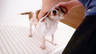 初シャンプー！！意外と…………………【子犬のコーイケルホンディエ】