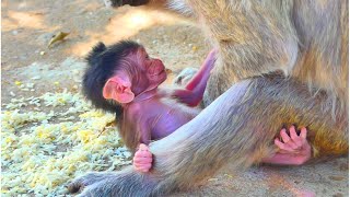 Looking so great...The small monkey trying to stand up after mother gave him a sleep