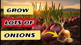 The Ultimate Guide to Growing Onions: Tips for a Bountiful Harvest🌱🧄