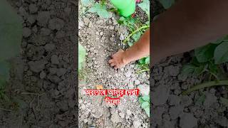 অবশেষে আলুর দেখা মিল্লো আমাদের আলু খেতে #garden #agriculture #shorts