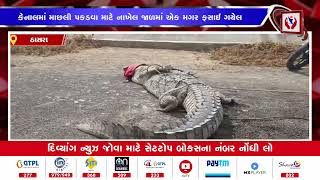 #Kheda | ડાભસર ગામની કેનાલમાંથી એક મગરને બહાર કાઢવામાં આવ્યો | Divyang News