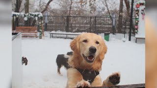 Pup Social| Pawlidays Market: Dog-Friendly Shopping Experience
