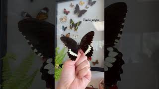 #papilio#blackswallowtail#butterfly#butterflyconservation#entomology