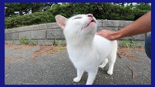 海沿いの道で出会った黒猫をナデナデしたら別の猫もモフられにやってきた