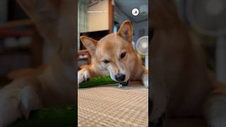 【検証】ワンコに大好物のきゅうりを与えると｜PECO #動物asmr #dogasmr #asmr #保護犬 #犬 #愛犬家 #保護犬のいる暮らし #rescueddog #dog #doglover