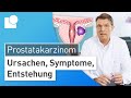 Prostatakarzinom einfach erklärt: Entstehung, Symptome & Risikofaktoren | Prostatakrebs