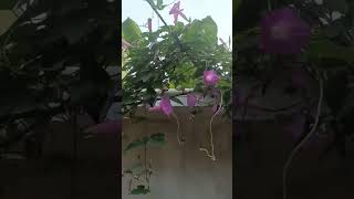 എന്തു ഭംഗി 🌺🌺🌺