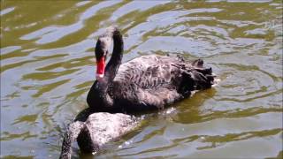 Łabędź czarny  ( Cygnus atratus)