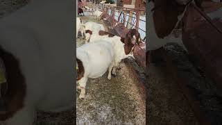 Walking Thru the Pregs #goathusbandry #goatfarming #goat #goats#carhart#goatlife#goatlovers