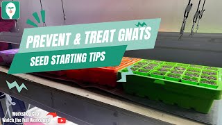 How to Prevent \u0026 Treat Fungus Gnats in Seed Starting 🌱