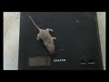 breeding mice birth to breeding size