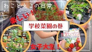 金沢大学生の研究活動に密着！｜金大生は学校で野菜が育てられる！？　わこえこの日常　#女子大生