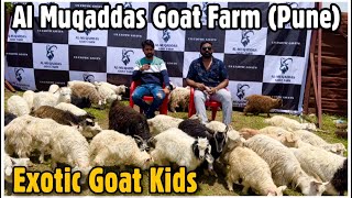 50 Xing \u0026 Angora Kids by US Exotic Goats at Al Muqaddas Goat Farm Pune