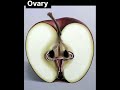 Ovary Fimbrae isthmus fallopian tube cervix uterus resemble  Female genital organs  #doctor