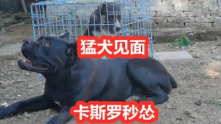 小中亚牧羊犬初入猛犬基地霸气外露，卡斯罗犬见到它秒怂