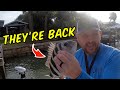 (Two ways) to catch Sheepshead using Shrimp!