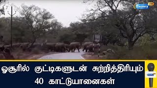 ஓசூரில் குட்டிகளுடன் சுற்றித்திரியும் 40 காட்டுயானைகள்| Hosur