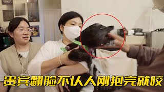 貴賓犬把家裡人咬了個遍，還故意挑唆同類打架，訓犬師：都是慣的