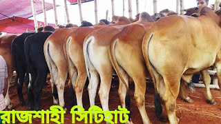 ছোট ছোট শাহীওয়াল গরুর দরদাম।#রাজশাহী_সিটিহাট। ০৩/০৬/২০২২ রবিবার। #cityhat.