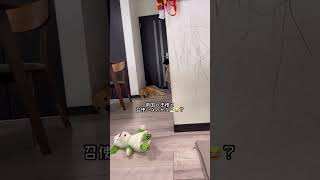 南国の王様と召使いみたいな大型犬と1歳児🏝️😇