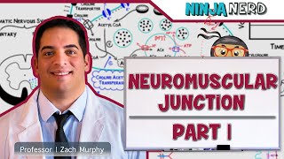 Musculoskeletal System | Neuromuscular Junction | Neuromuscular Transmission: Part 1