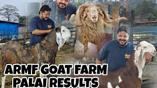 ARMF GOAT FARM 🐐 PALAI RESULTS BY REHMAN MISTRI BHAI SELF FEED 145 KG GUJRI BAKRA MAKKICHEENA