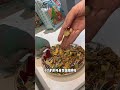 胖胖：我也不想这么听话，但是他给的太多了 萌宠好物 鹦鹉 funny parrot birds pets cute