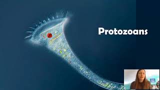 Protozoans