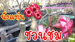 การนั่งแท่นชวนชม|คนรักชวนชม