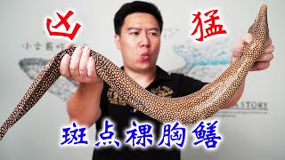 试吃一条非常凶猛的裸胸鳝，一煎一炸，帅小伙吃完都想舔锅底【小文哥吃吃吃】