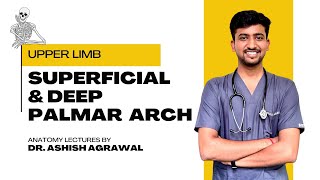 Superficial \u0026 Deep Palmar Arch|| Upper Limb Anatomy || First Year MBBS || Anatomy lectures by Ashish