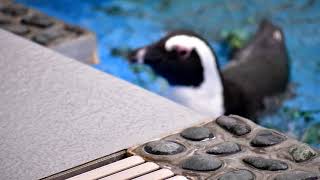 四国水族館ペンギン