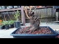 prunus bonsai tips how to collect urban yamadori massive flowering peach 4k