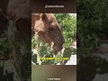 how can this camel eat cactus