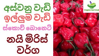 අපේ රටේ ඉතා ජනප්‍රිය ස්කොච් බොනෙට් නයි මිරිස් වර්ග/Scotch bonnet types /Ceylon Survival