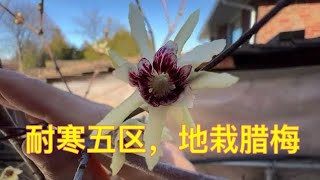 暖冬后的腊梅，地栽也能开花 - wintersweet at zone 5b - 真香！