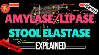 Amylase Lipase Stool elastase Pancreatic enzymes Explained